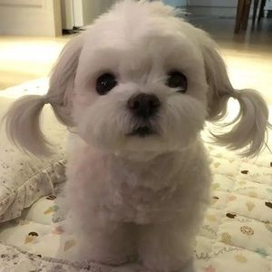 Meet your Posher, Gemma